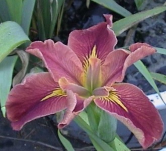 Listing of Louisiana Iris products